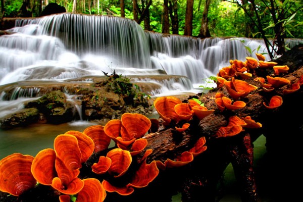 Orange Mushrooms Near Waterfall 600x400
